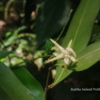 Chlorocarpa pentaschista Alston