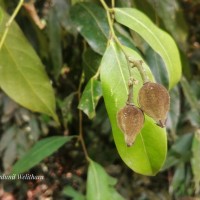 Chlorocarpa pentaschista Alston