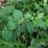 Sida rhombifolia L.