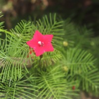 Ipomoea quamoclit L.