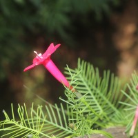 Ipomoea quamoclit L.