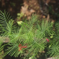 Ipomoea quamoclit L.