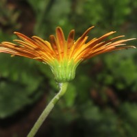 Gerbera jamesonii Bolus