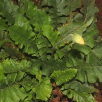 Gerbera jamesonii Bolus