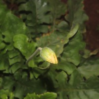 Gerbera jamesonii Bolus