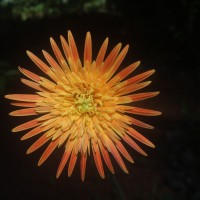 Gerbera jamesonii Bolus