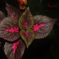 Coleus scutellarioides (L.) Benth.