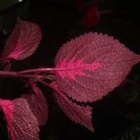 Coleus scutellarioides (L.) Benth.