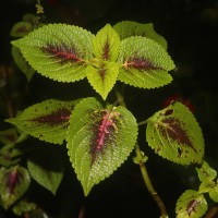 Coleus scutellarioides (L.) Benth.