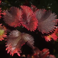 Coleus scutellarioides (L.) Benth.