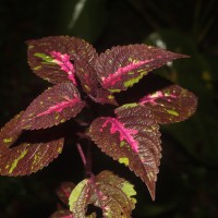 Coleus scutellarioides (L.) Benth.