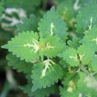 Coleus scutellarioides (L.) Benth.