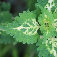 Coleus scutellarioides (L.) Benth.