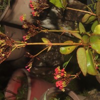 Kalanchoe blossfeldiana Poelln.