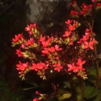 Kalanchoe blossfeldiana Poelln.