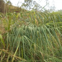 <i>Arundo donax</i> L.