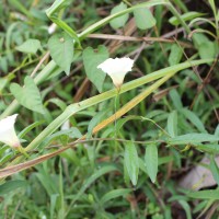 Xenostegia tridentata (L.) D.F.Austin & Staples