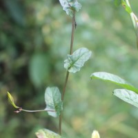 Xenostegia tridentata (L.) D.F.Austin & Staples