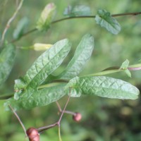 Xenostegia tridentata (L.) D.F.Austin & Staples