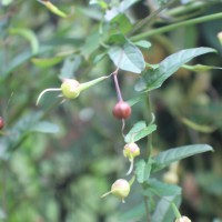 Xenostegia tridentata (L.) D.F.Austin & Staples