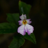 Impatiens jacobdevlasii Herath,C.Bandara & Gopallawa