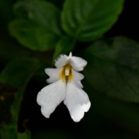 Impatiens jacobdevlasii Herath,C.Bandara & Gopallawa