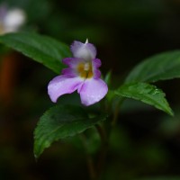 Impatiens jacobdevlasii Herath,C.Bandara & Gopallawa