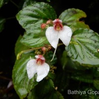 <i>Impatiens subcordata</i>  Arn.