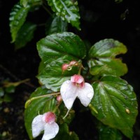 Impatiens subcordata Arn.