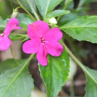 Impatiens walleriana Hook.f.