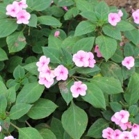 Impatiens walleriana Hook.f.