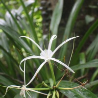 Hymenocallis littoralis (Jacq.) Salisb.