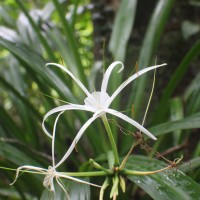 Hymenocallis littoralis (Jacq.) Salisb.