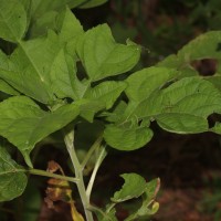 Tithonia rotundifolia (Mill.) S.F.Blake