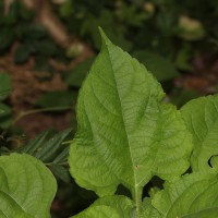 Tithonia rotundifolia (Mill.) S.F.Blake