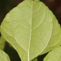 Tithonia rotundifolia (Mill.) S.F.Blake