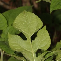 Tithonia rotundifolia (Mill.) S.F.Blake