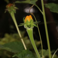 Tithonia rotundifolia (Mill.) S.F.Blake