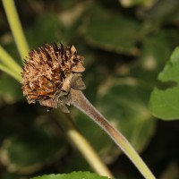 Tithonia rotundifolia (Mill.) S.F.Blake