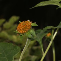 Tithonia rotundifolia (Mill.) S.F.Blake