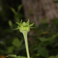 Tithonia rotundifolia (Mill.) S.F.Blake