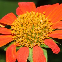 Tithonia rotundifolia (Mill.) S.F.Blake