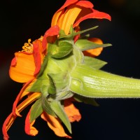 Tithonia rotundifolia (Mill.) S.F.Blake