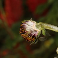 Tithonia rotundifolia (Mill.) S.F.Blake