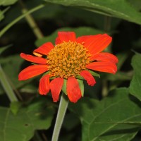 <i>Tithonia rotundifolia</i>  (Mill.) S.F.Blake