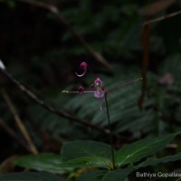 Impatiens arnottii Thwaites