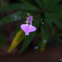 <i>Impatiens linearis</i>  Arn.