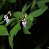 Impatiens thwaitesii Hook.f. ex Grey-Wilson