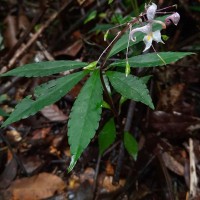 Impatiens cornigera Arn.