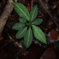 Impatiens cornigera Arn.